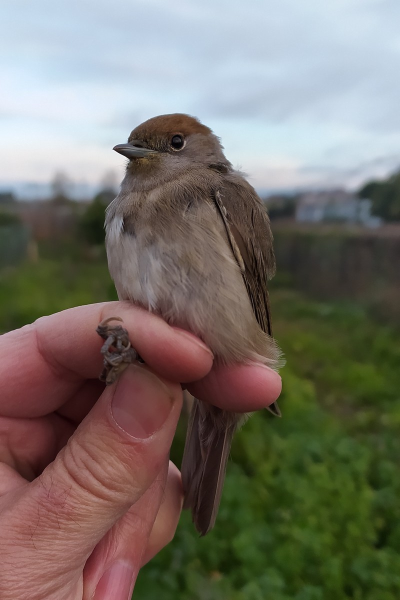 Кропив'янка чорноголова - ML646049269