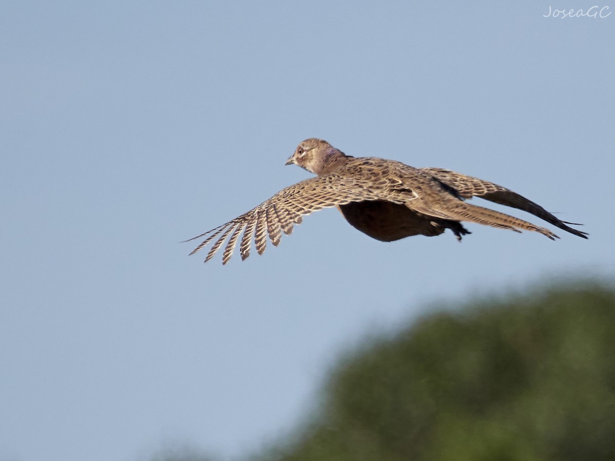 Фазан звичайний - ML646049270