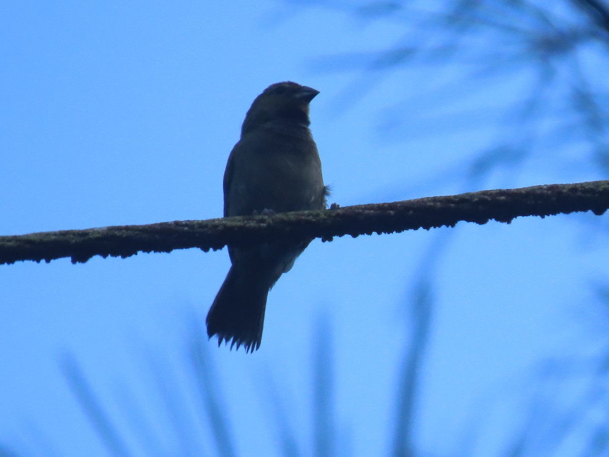 Потрост золотогорлий - ML646049272