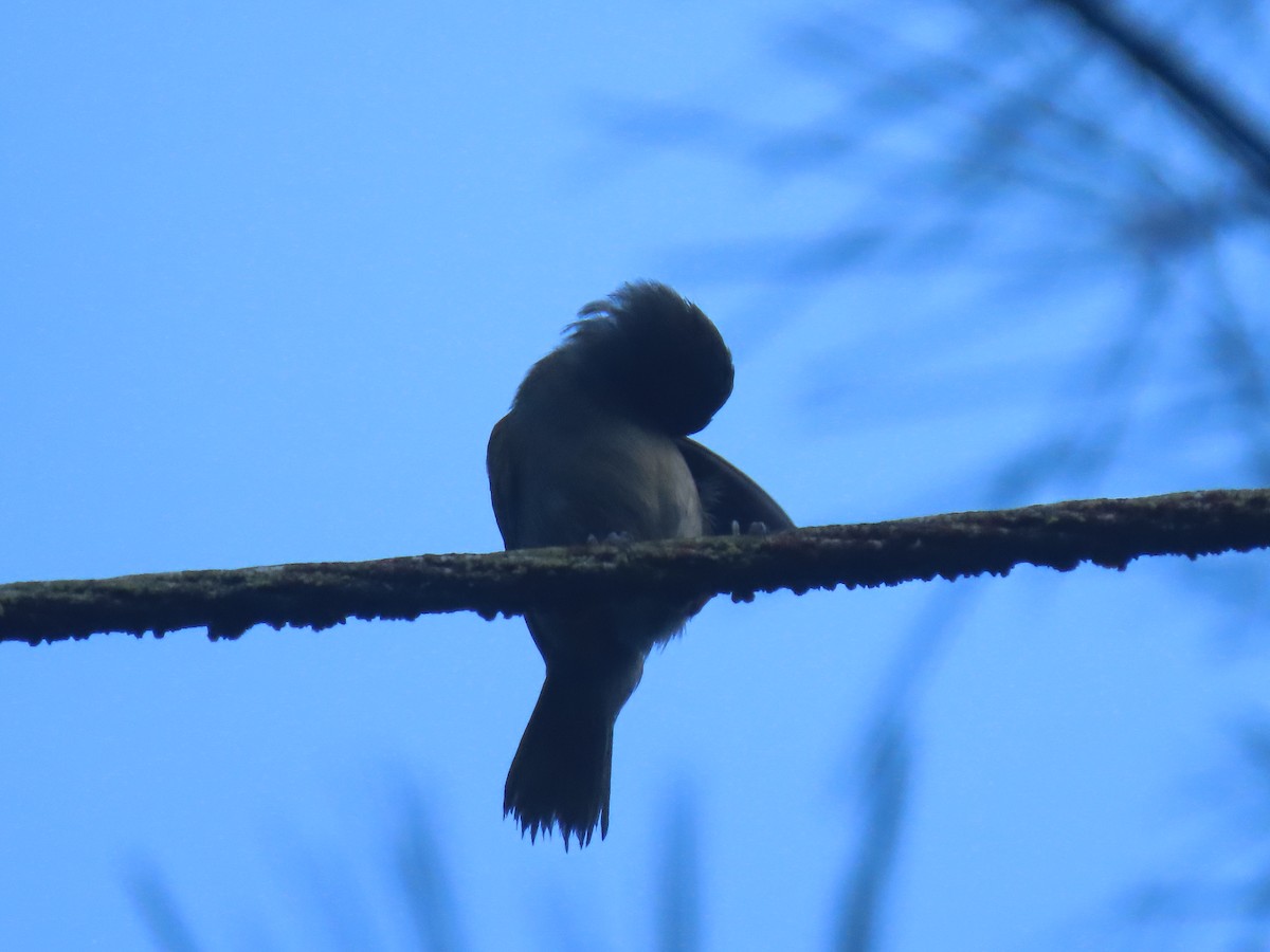 Потрост золотогорлий - ML646049273