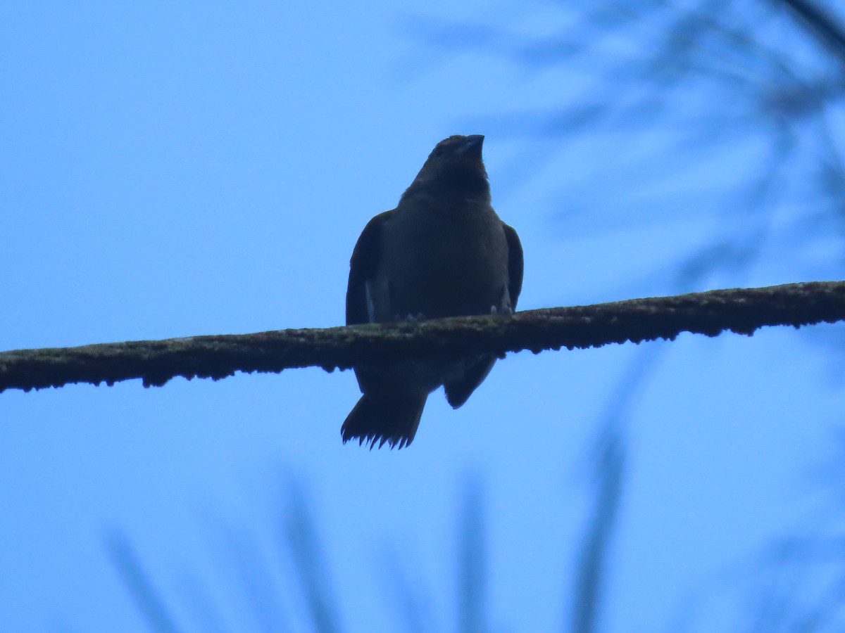 Потрост золотогорлий - ML646049274