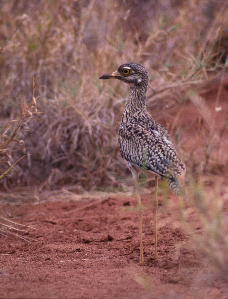 Лежень плямистий - ML646049282