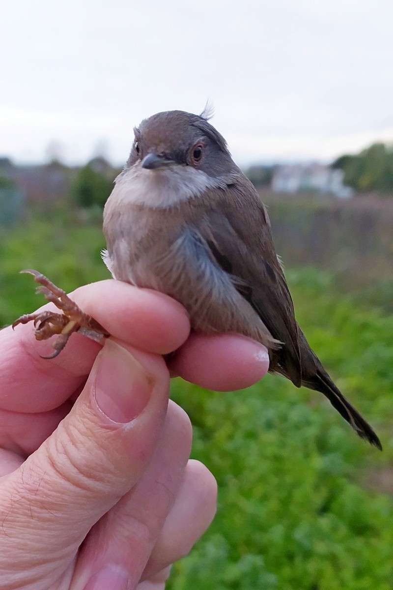 Кропив'янка середземноморська - ML646049292