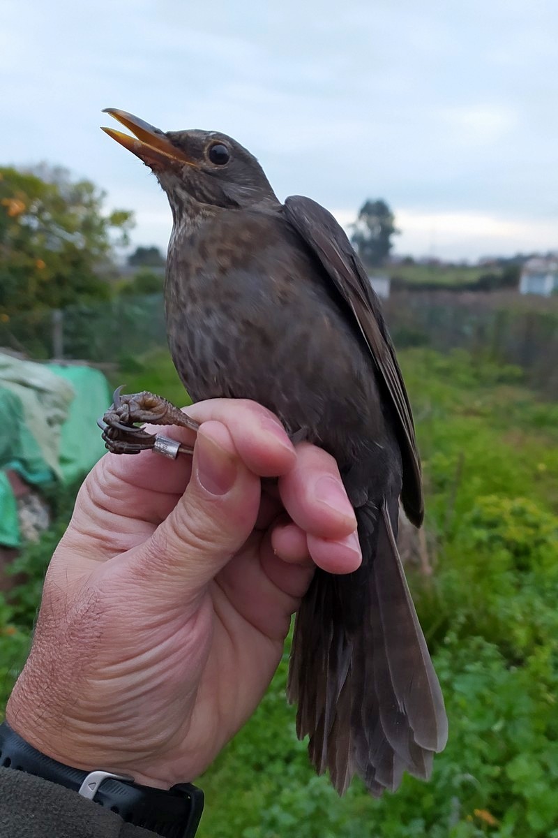 Дрізд чорний - ML646049294