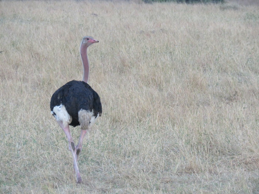 Страус африканський - ML646049295