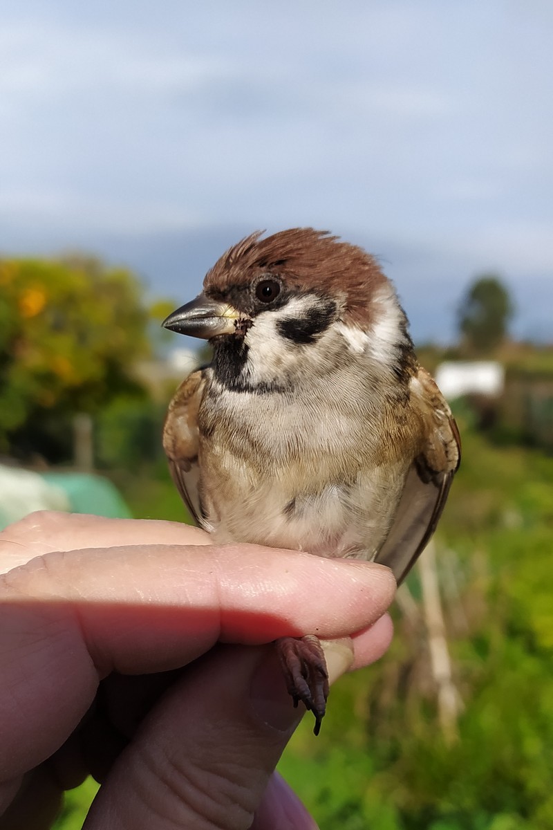 Горобець польовий - ML646049297