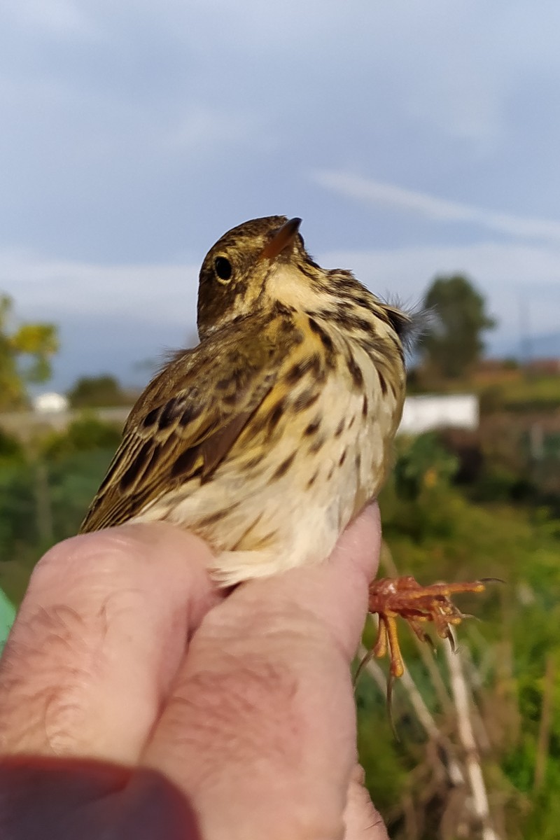 Щеврик лучний - ML646049301