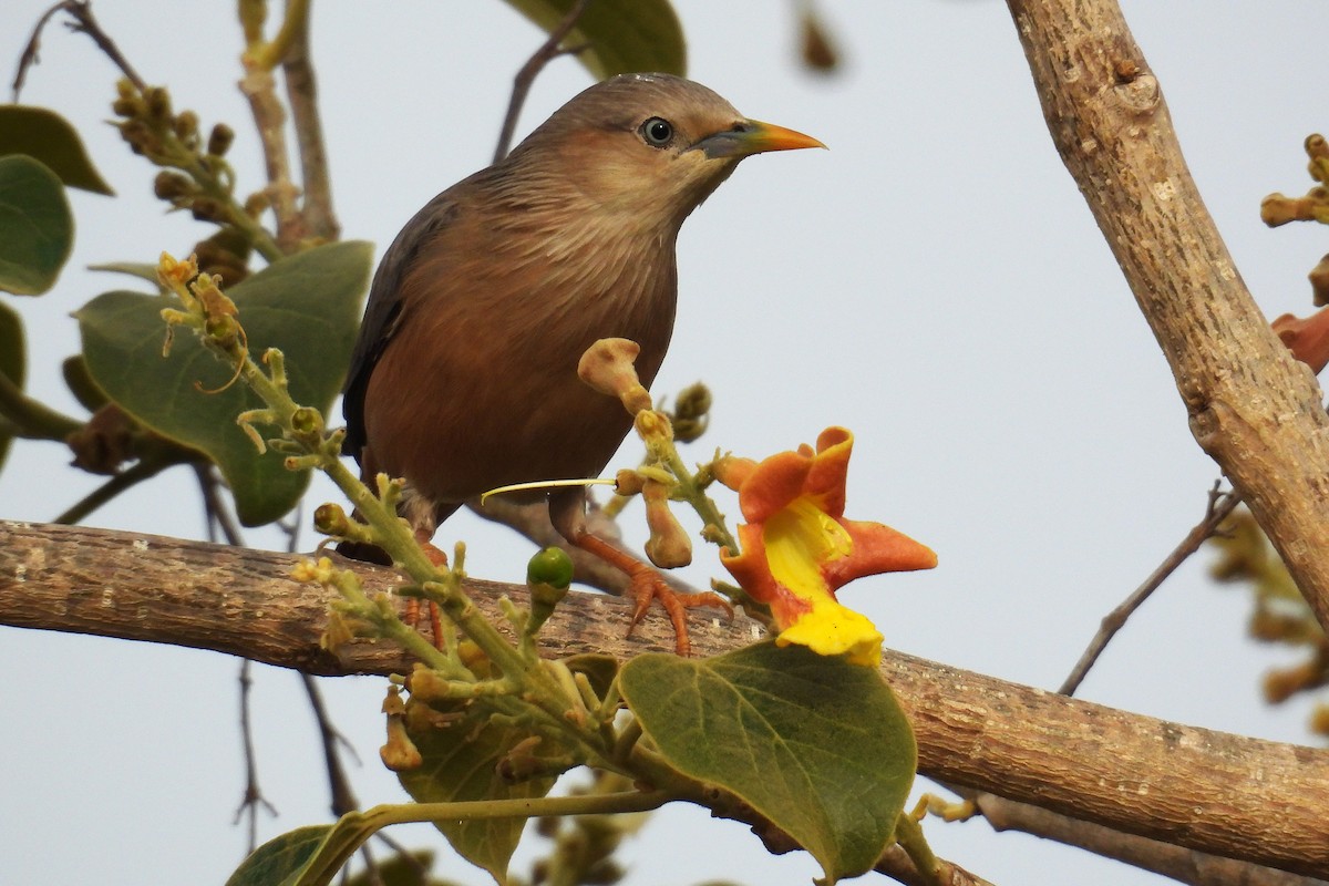 Шпачок сіроголовий - ML646049302