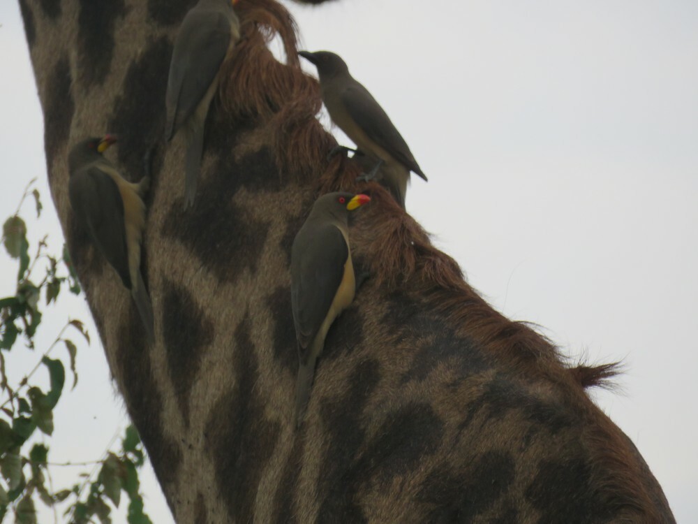 Ґедзеїд жовтодзьобий - ML646049303