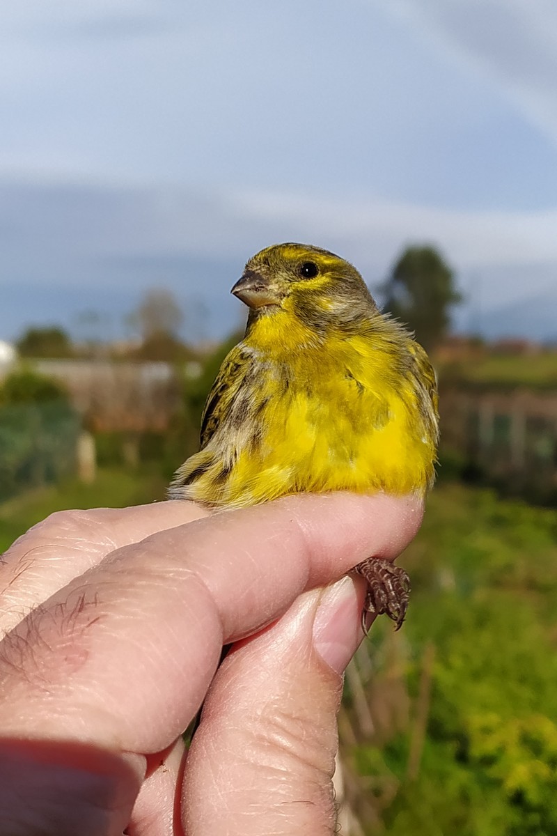 Щедрик європейський - ML646049304