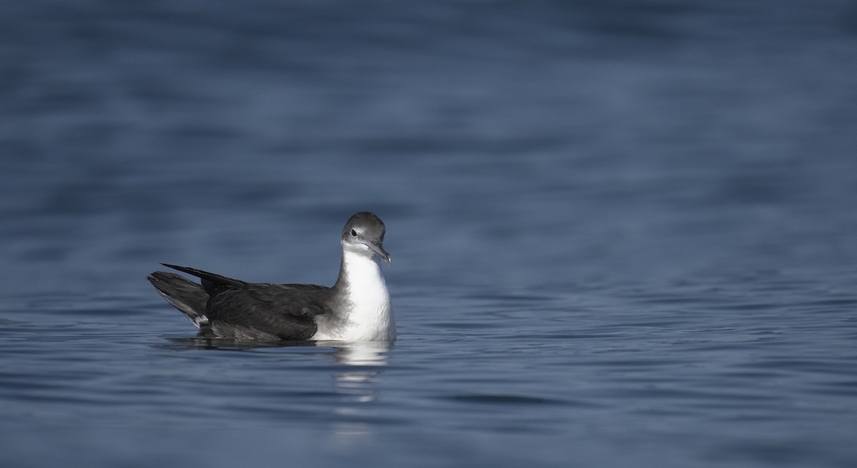 Буревісник каріамуріанський - ML646049305