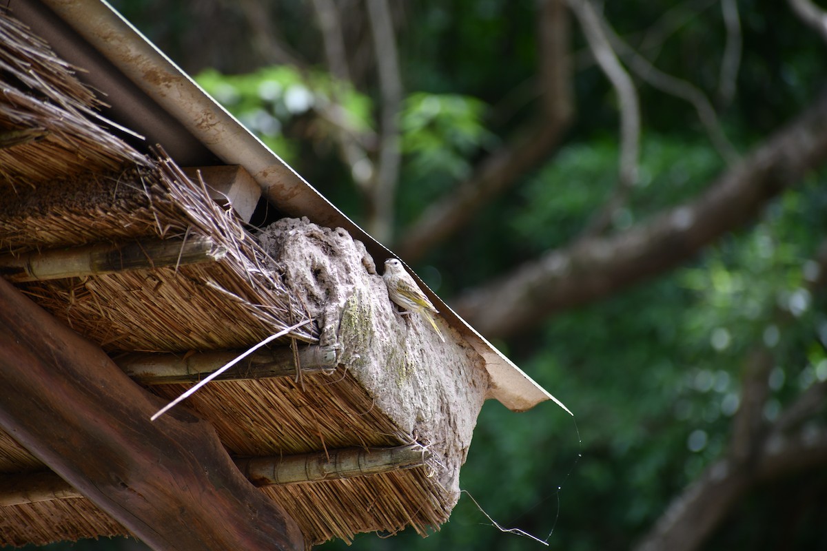 Посвірж золотоголовий - ML646049306