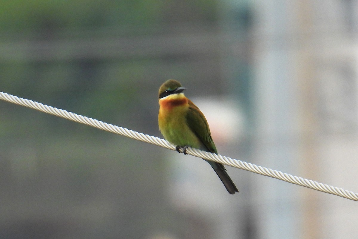 Бджолоїдка синьохвоста - ML646049307