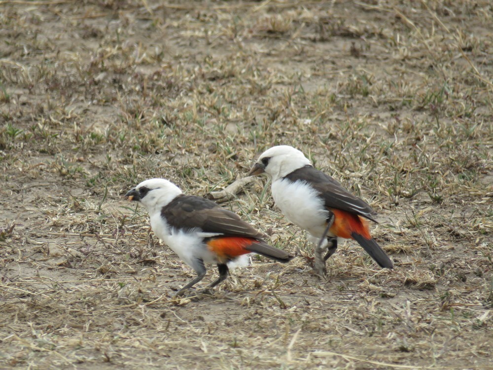 Алекто білоголовий - ML646049308