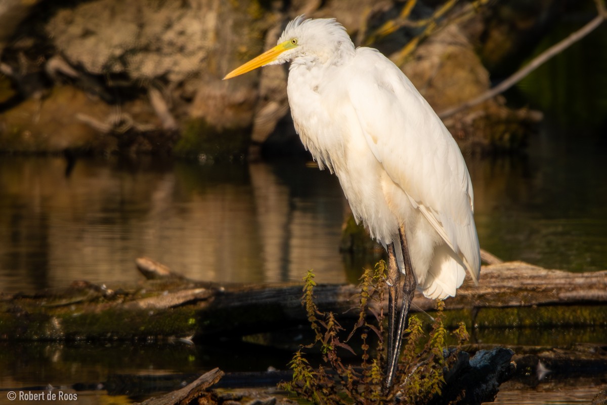 Чапля велика - ML646049311