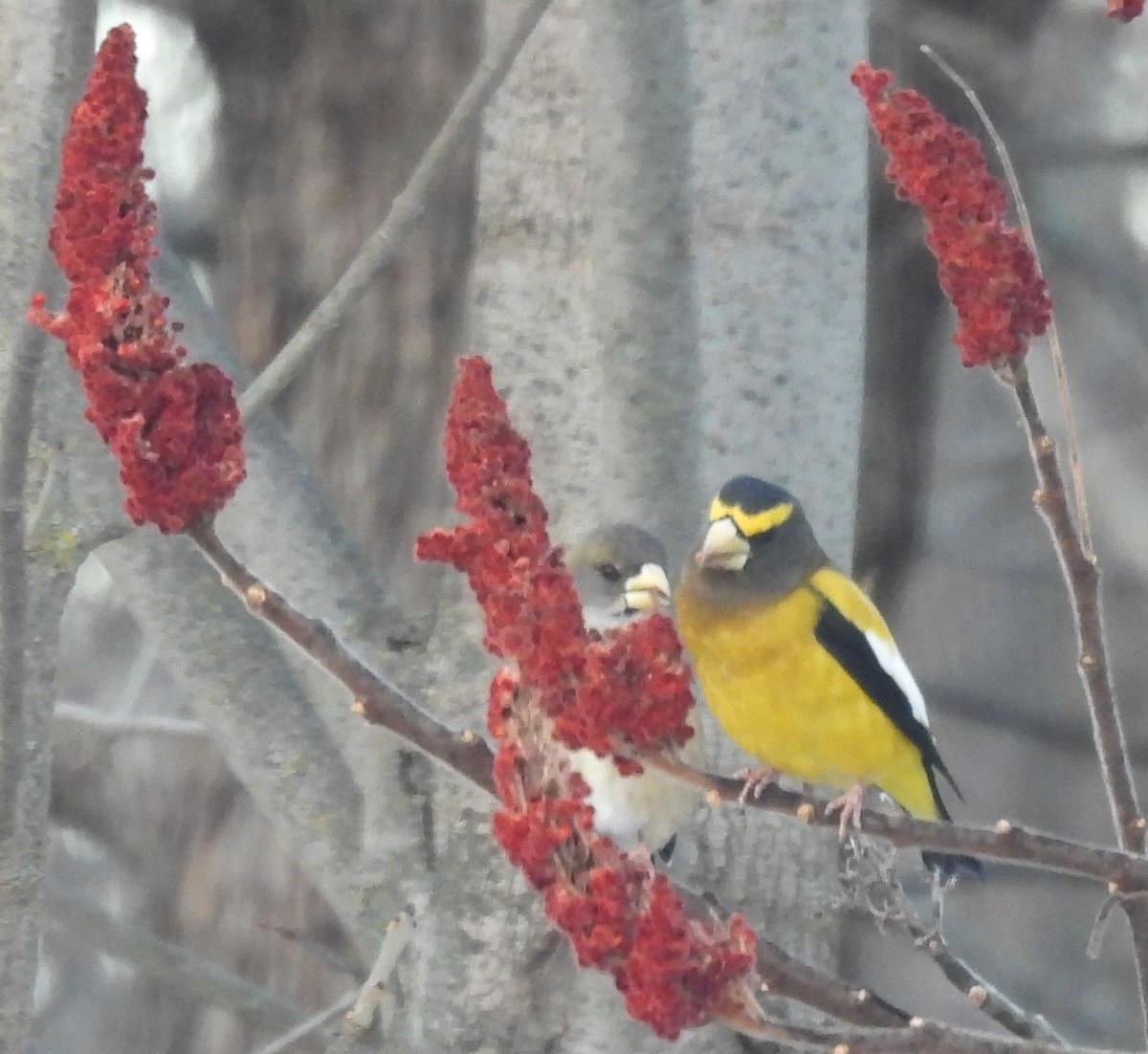 Кіпаль жовтобровий - ML646049312