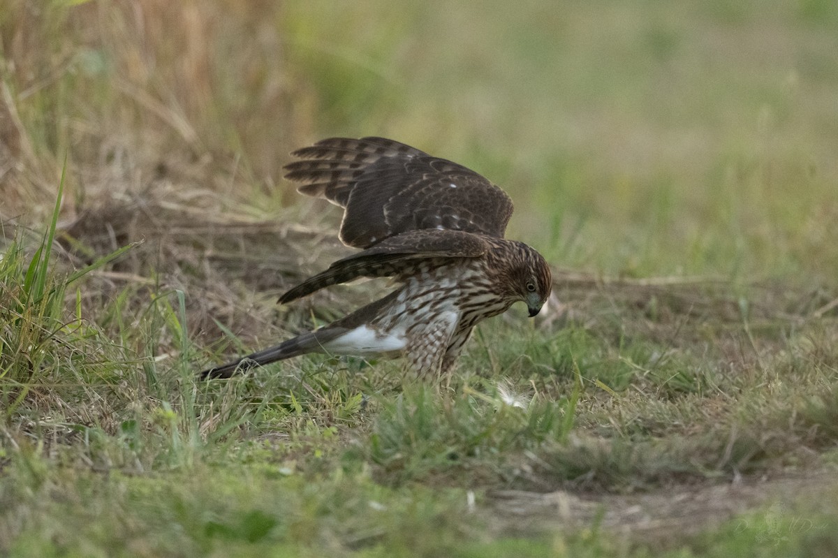 Яструб чорноголовий - ML646049314