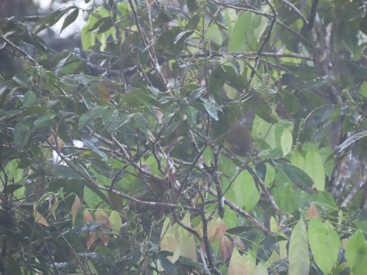 Ґваяберо оливковий - ML646049315