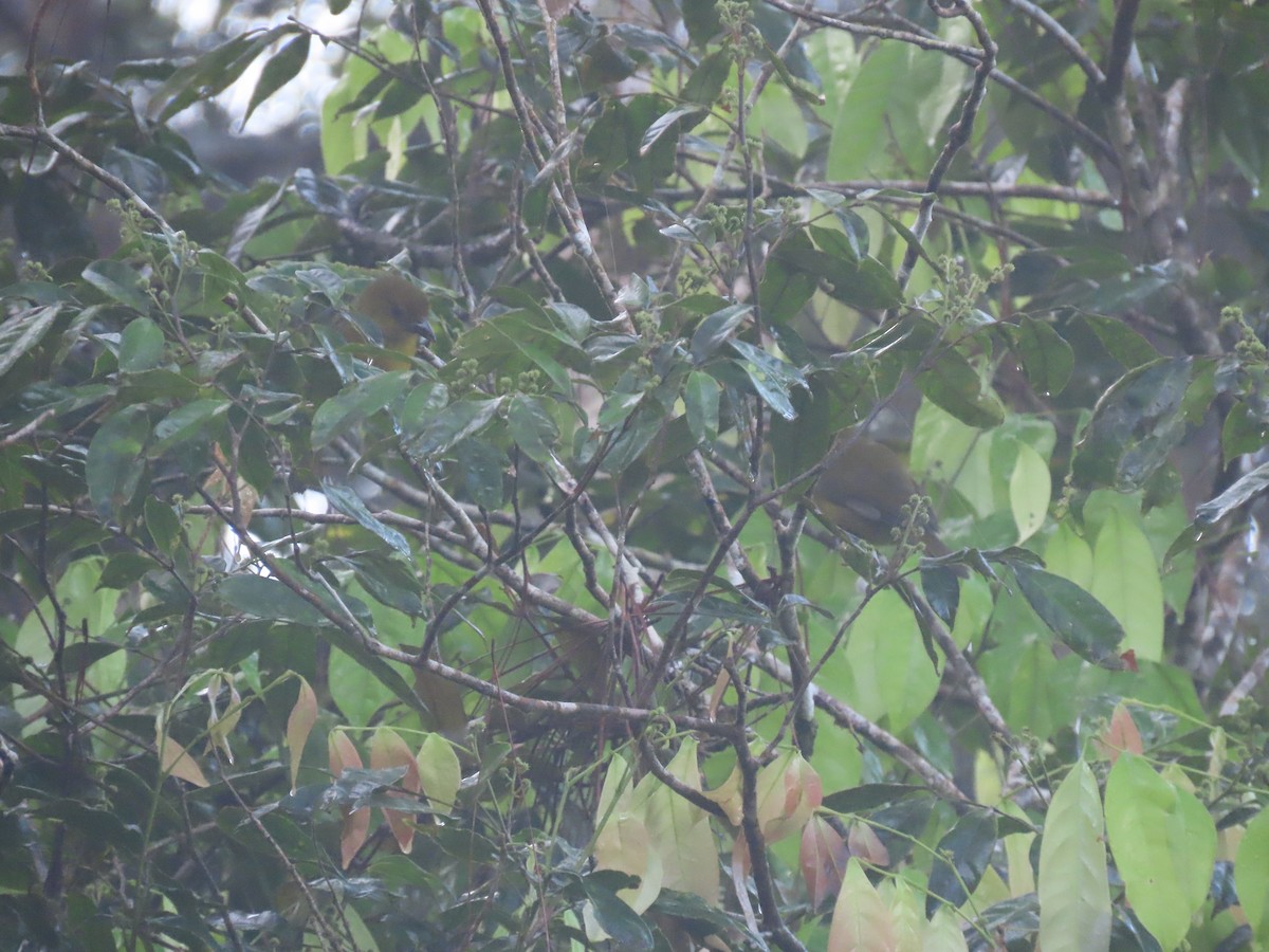 Ґваяберо оливковий - ML646049316