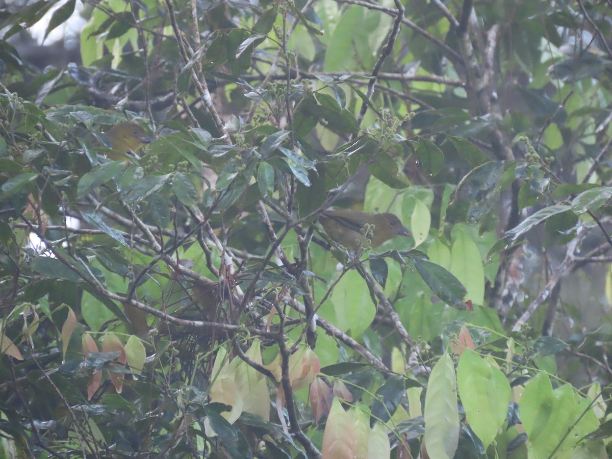 Ґваяберо оливковий - ML646049317