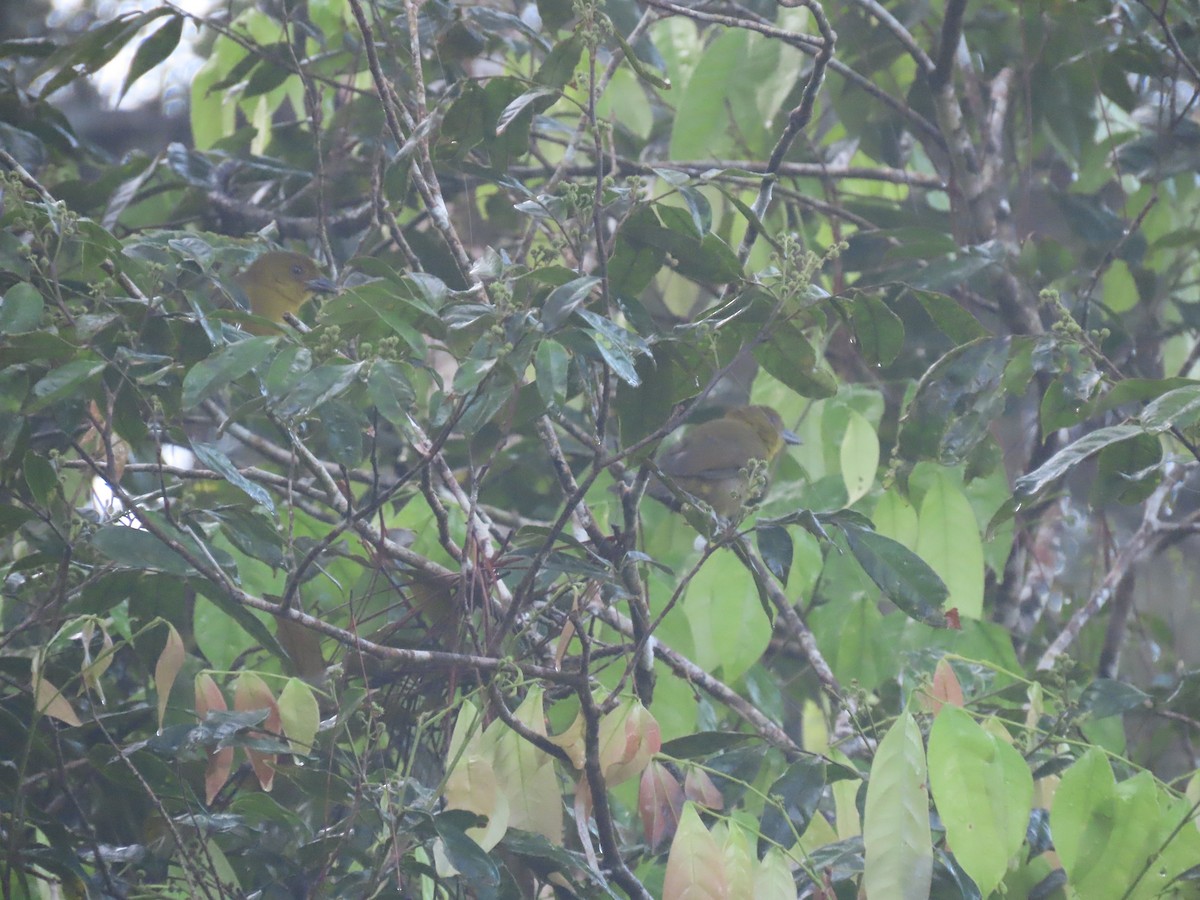 Ґваяберо оливковий - ML646049318