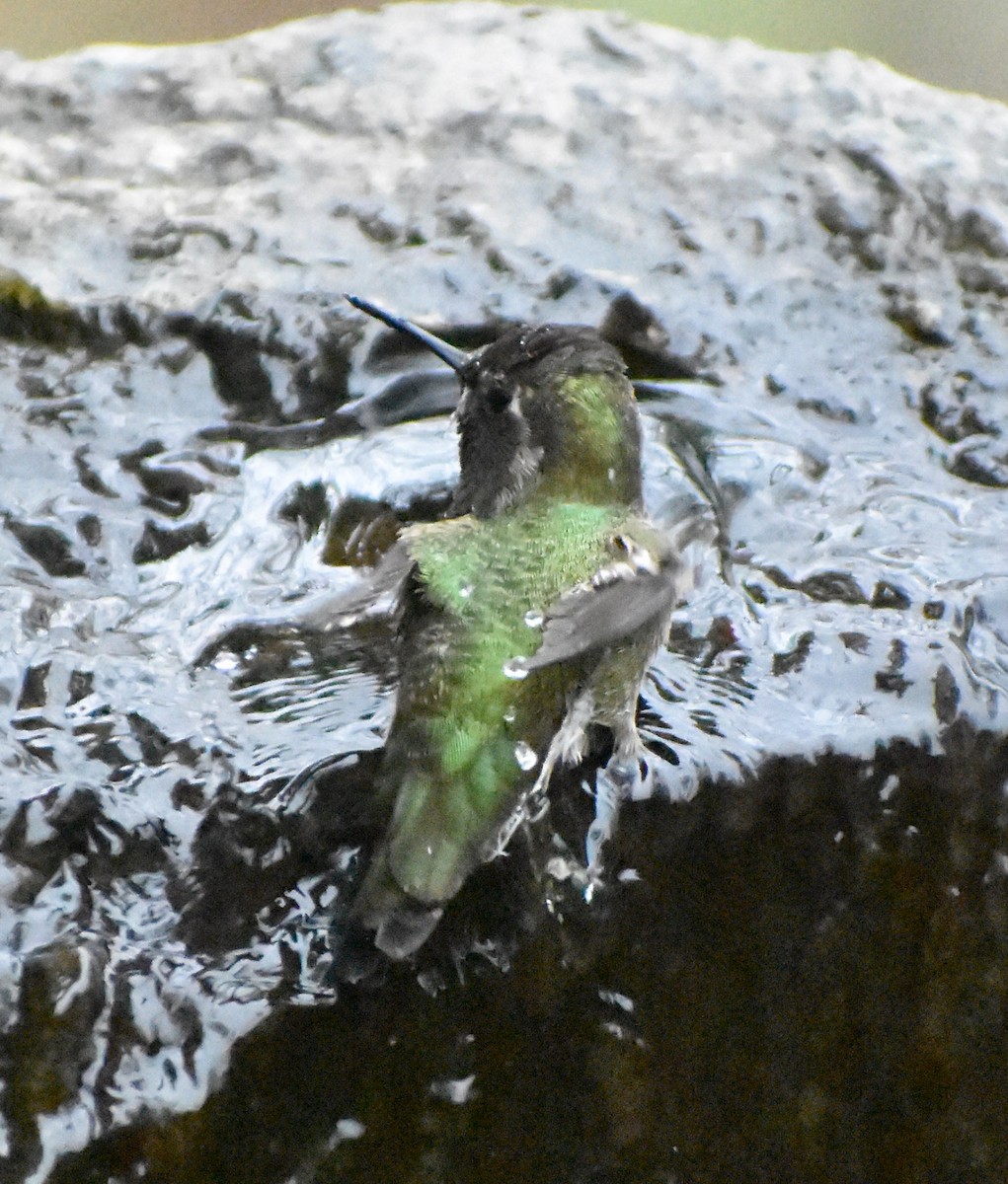 Anna's Hummingbird - ML646049320