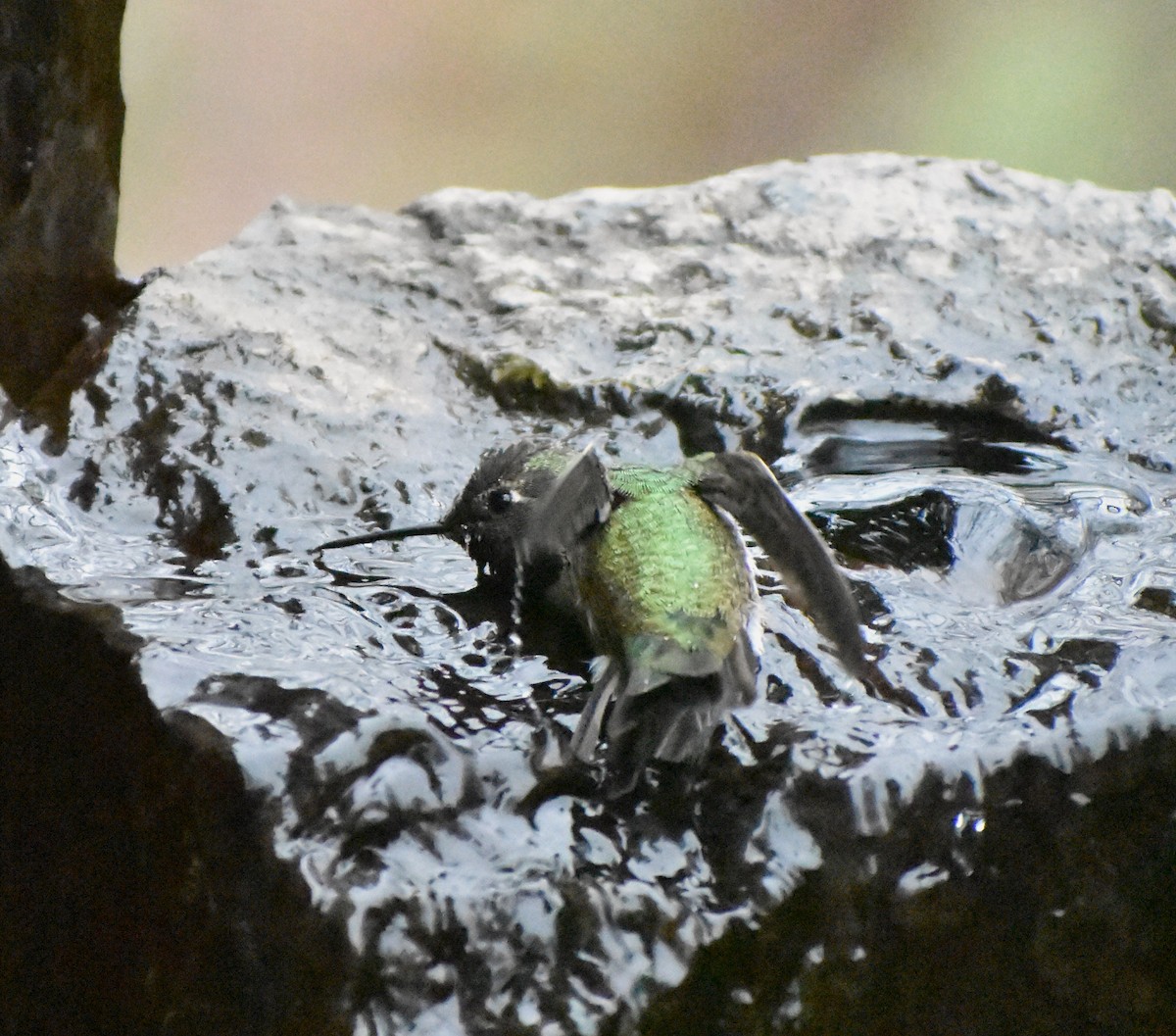 Anna's Hummingbird - ML646049321