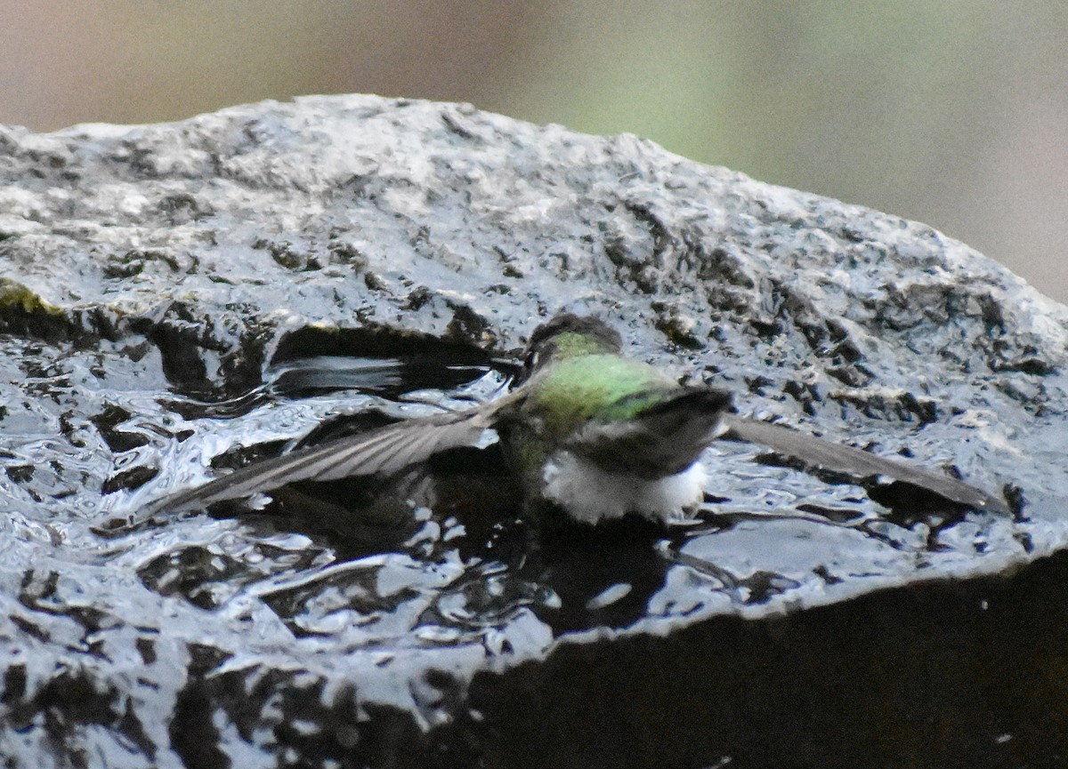 Anna's Hummingbird - ML646049322