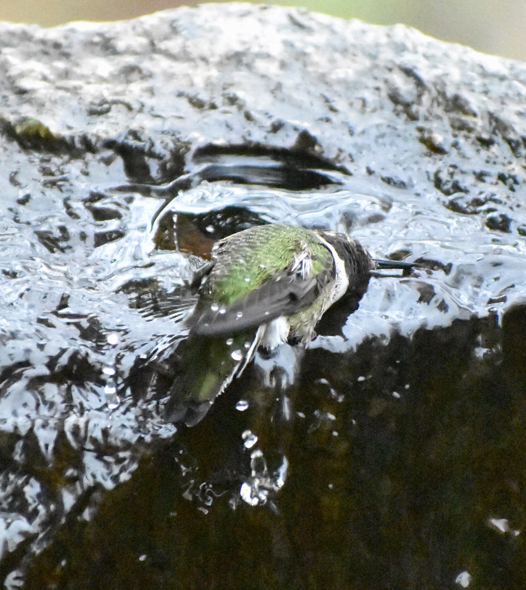 Anna's Hummingbird - ML646049323