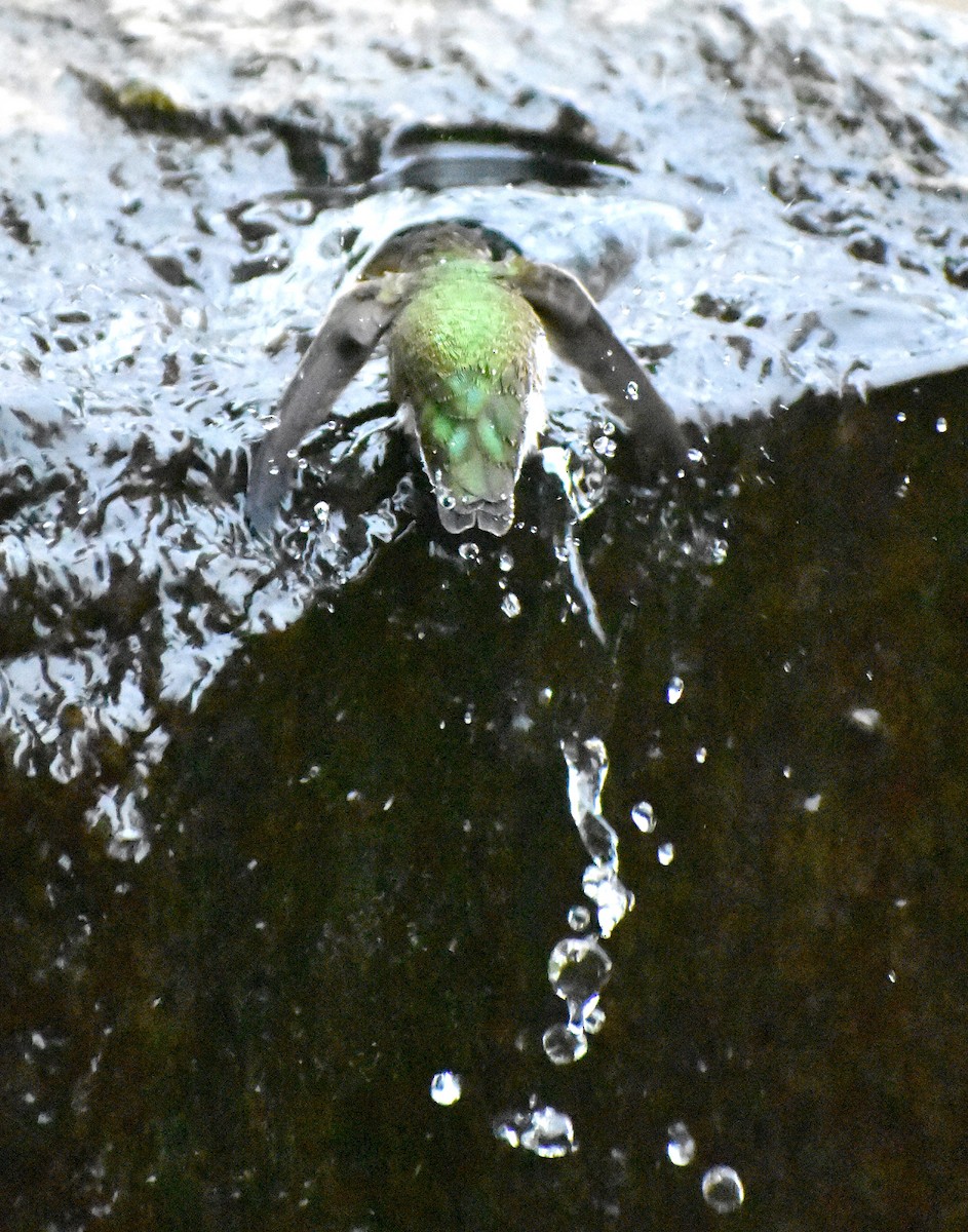 Anna's Hummingbird - ML646049324