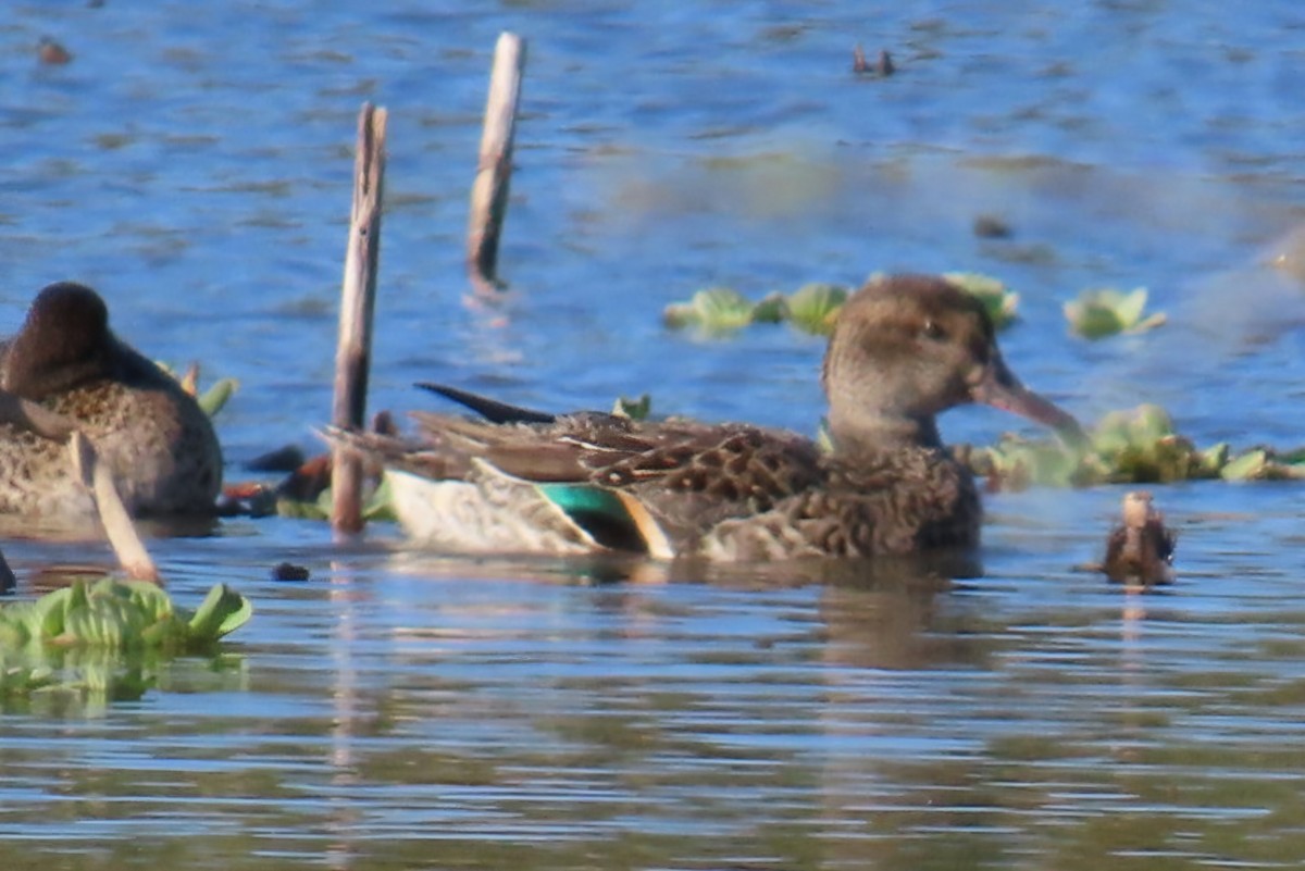 Green-winged Teal - ML646049325