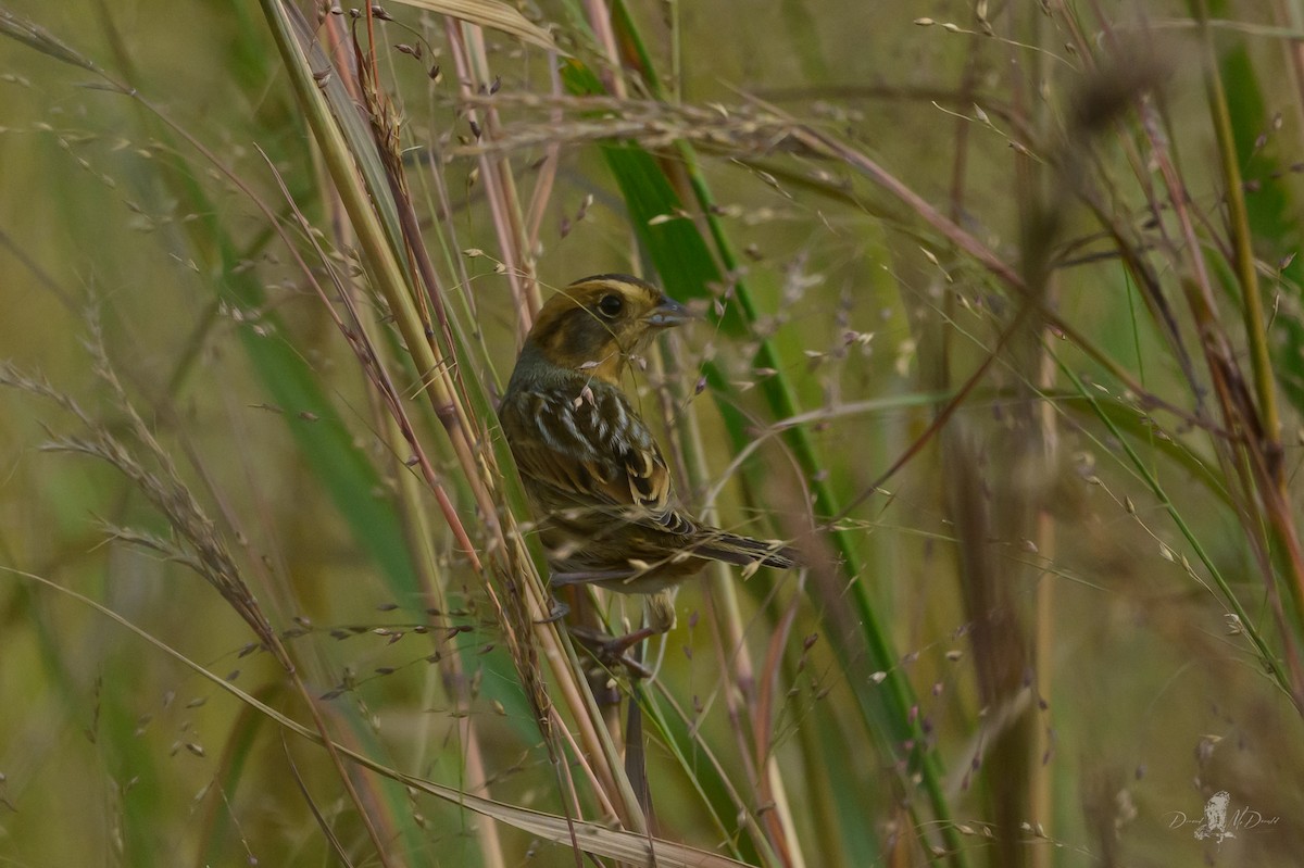 nålstjertspurv - ML646049327