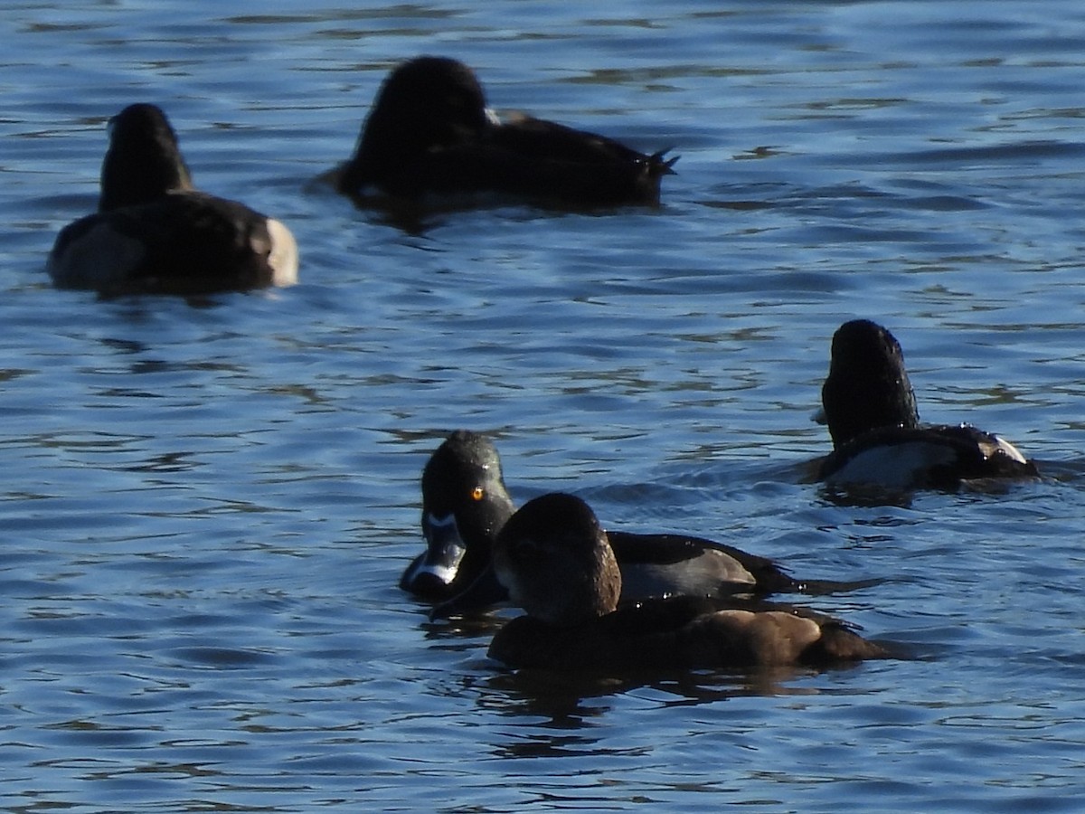 Ring-necked Duck - ML646049329