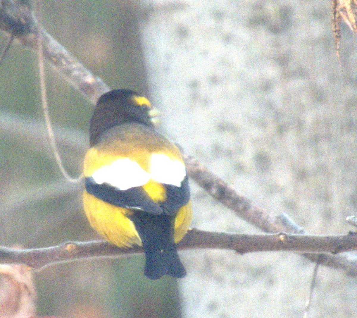 Evening Grosbeak - ML646049371
