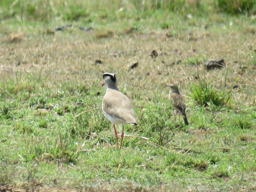 Plain-backed Pipit - ML646049373