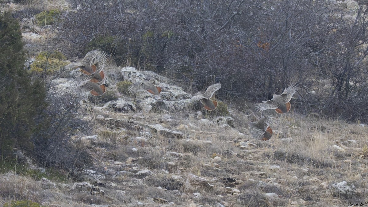 Gray Partridge - ML646049377