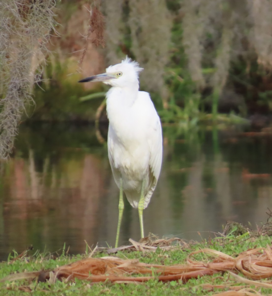 Mavi Balıkçıl - ML646049390