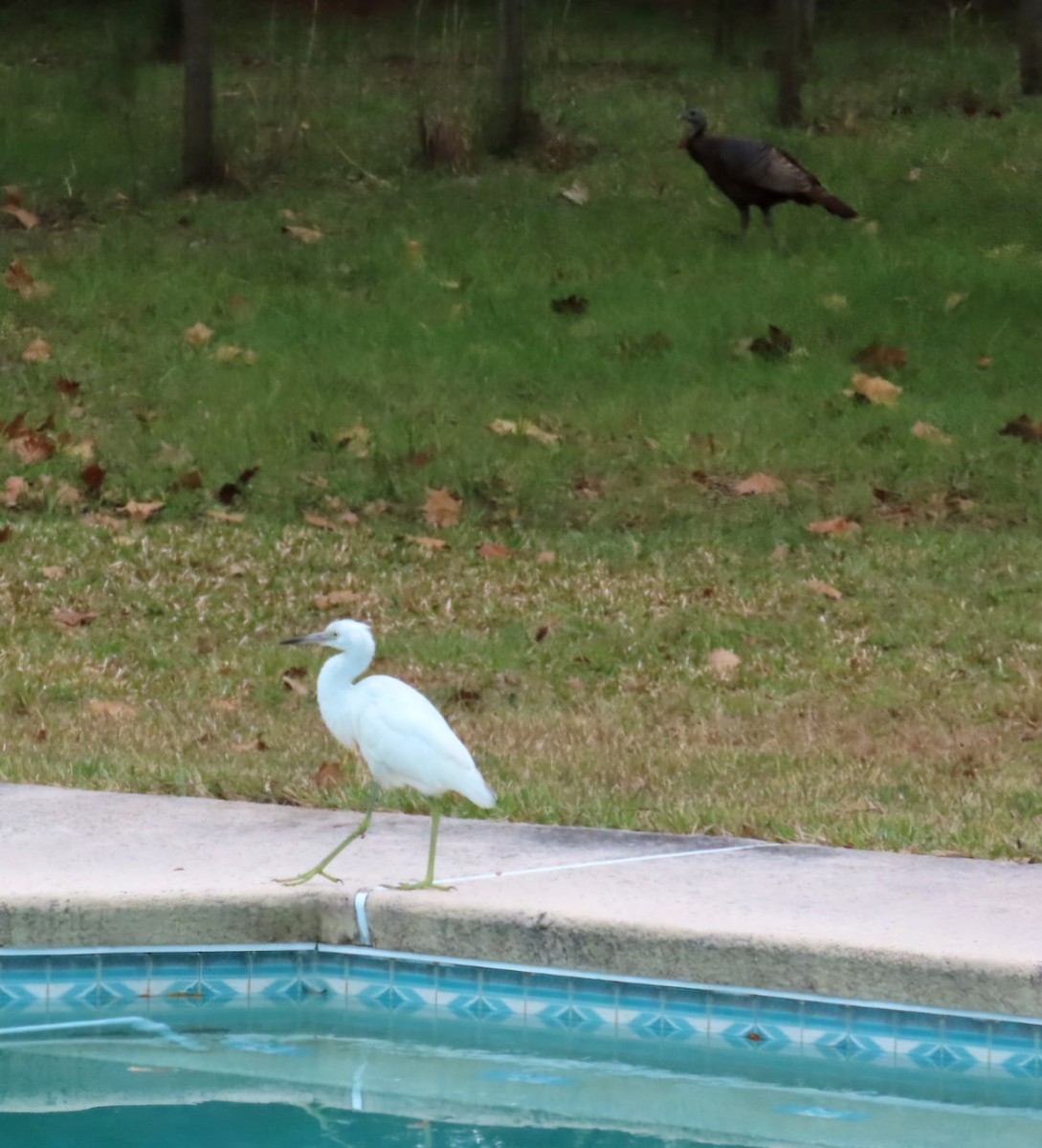 Mavi Balıkçıl - ML646049391