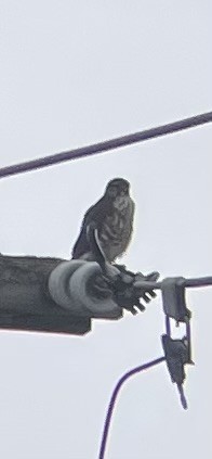 Merlin - ML646049392