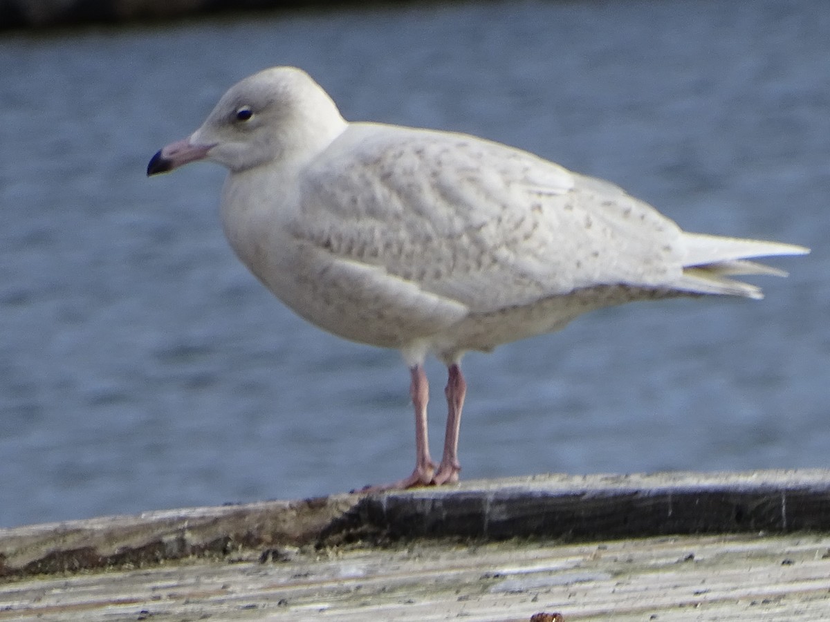 Glaucous Gull - ML646049393