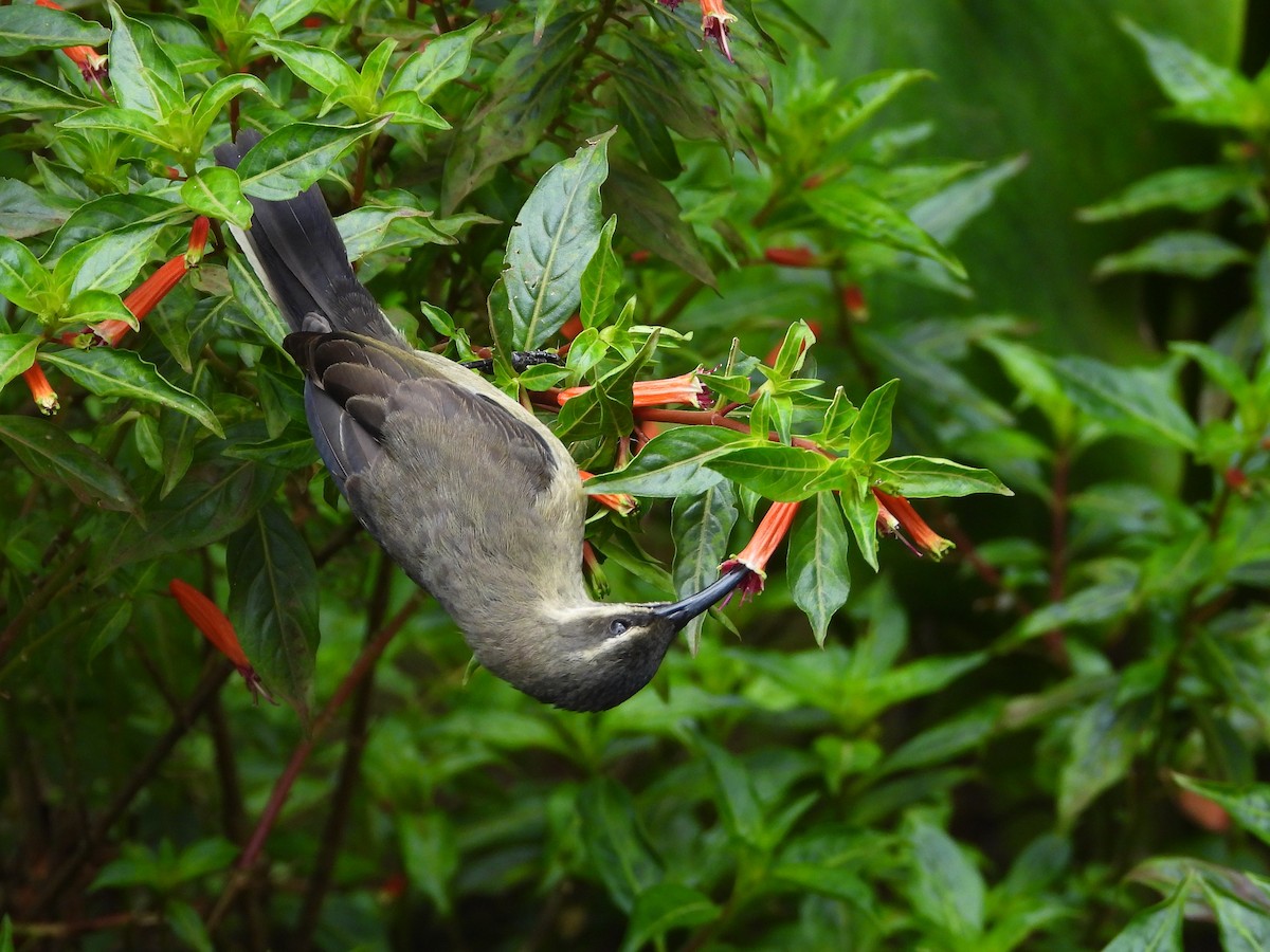 Takazze Nektarkuşu - ML646049396