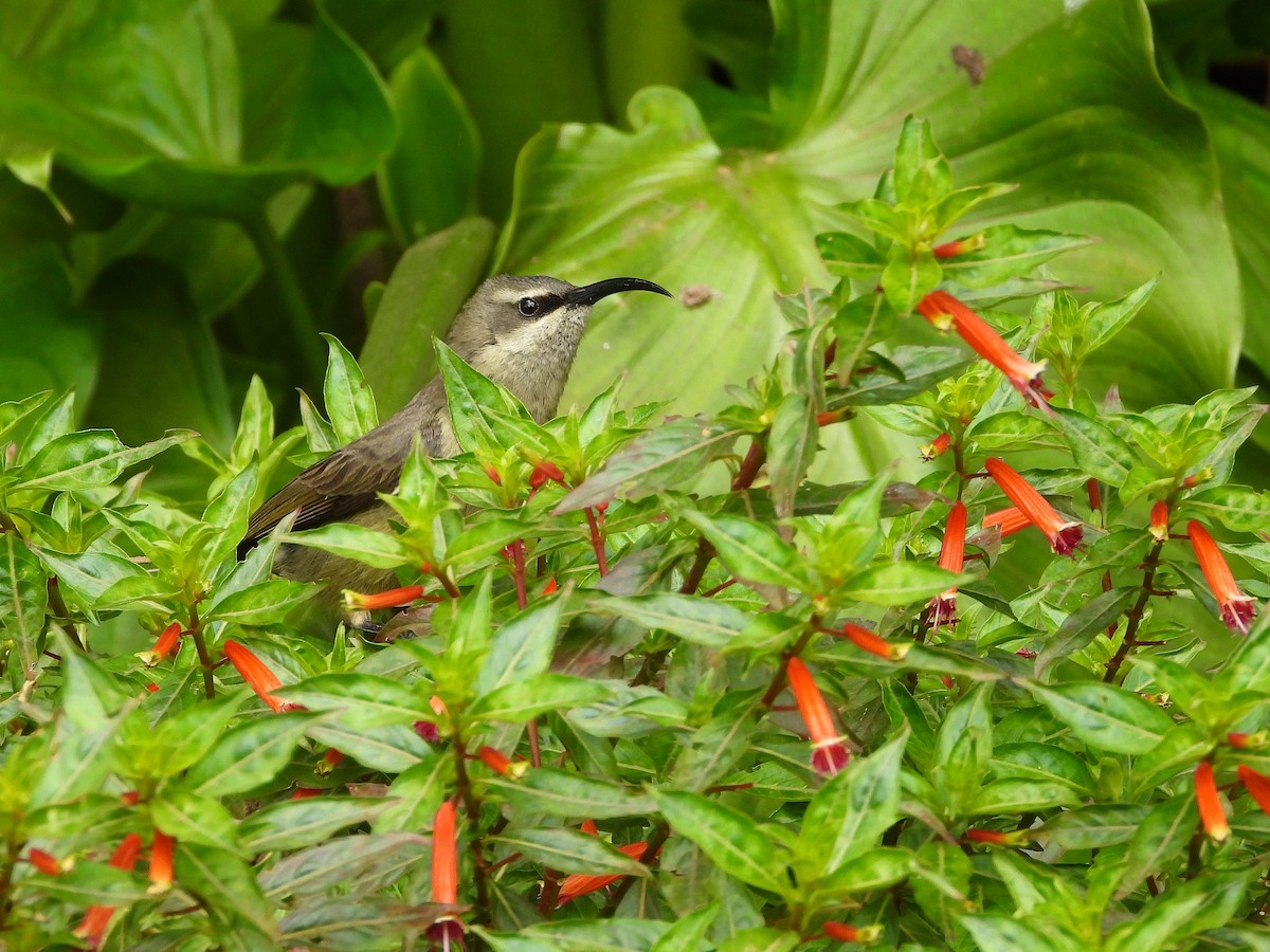 Takazze Nektarkuşu - ML646049397