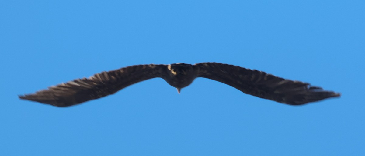 Golden Eagle - ML646049398