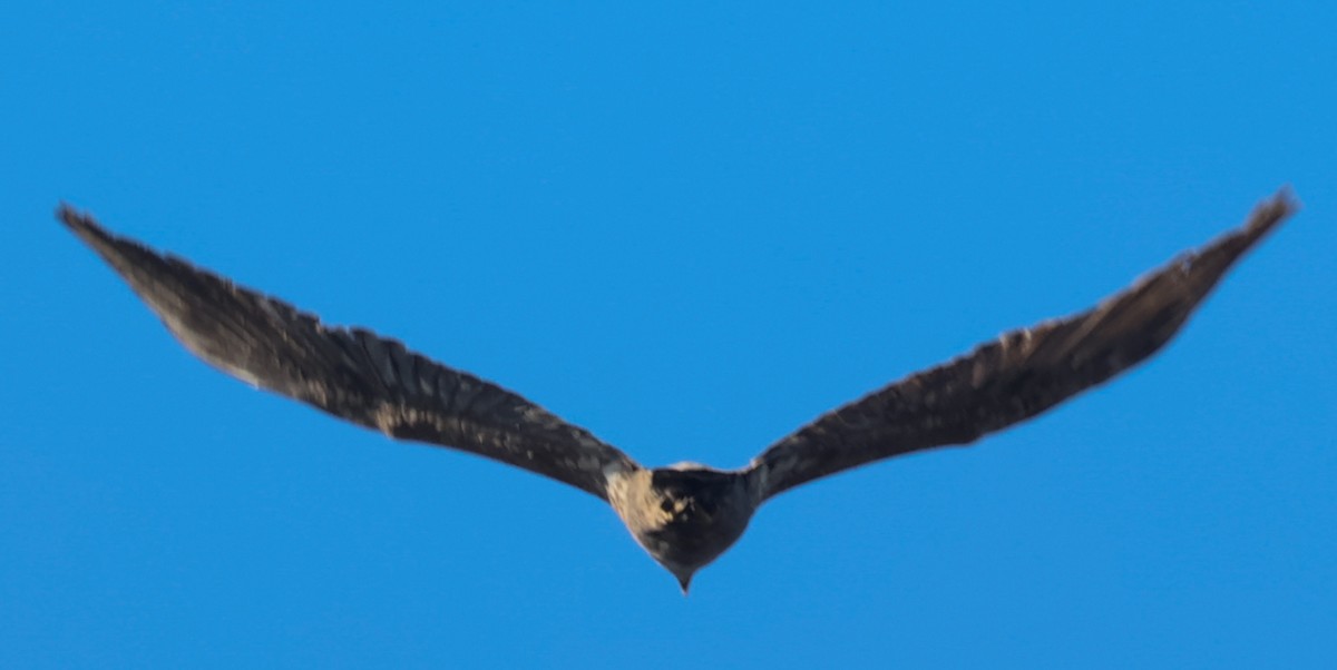 Golden Eagle - ML646049399