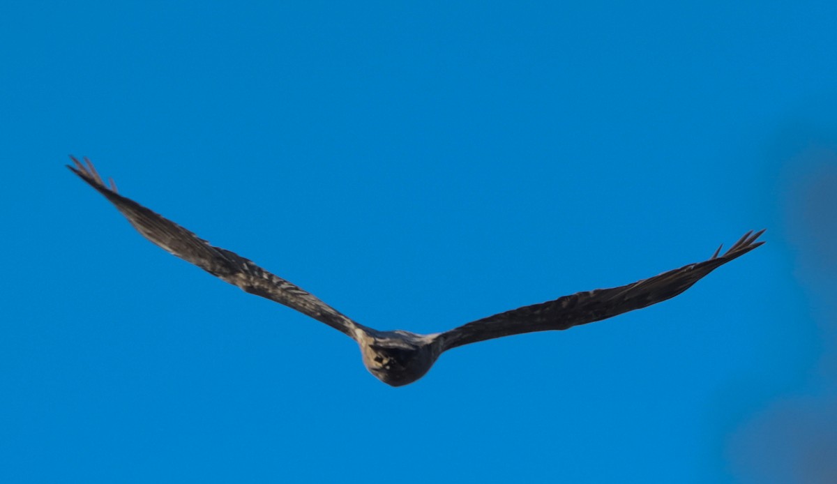 Golden Eagle - ML646049400