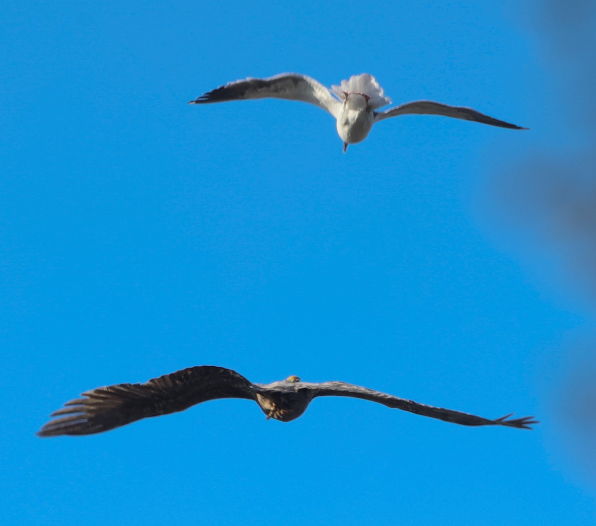 Golden Eagle - ML646049401