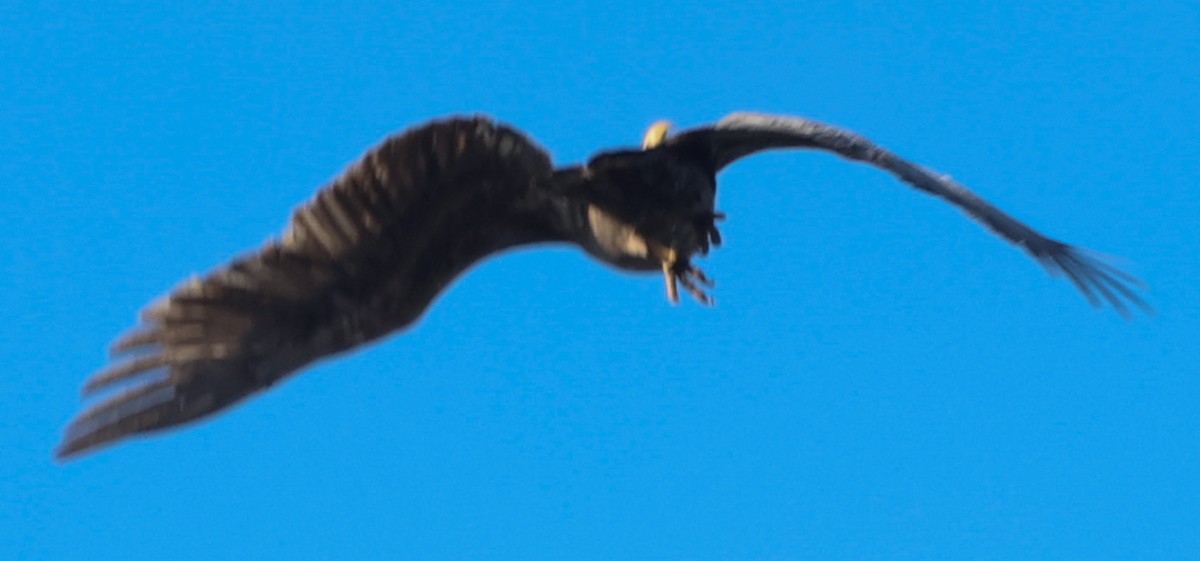 Golden Eagle - ML646049402