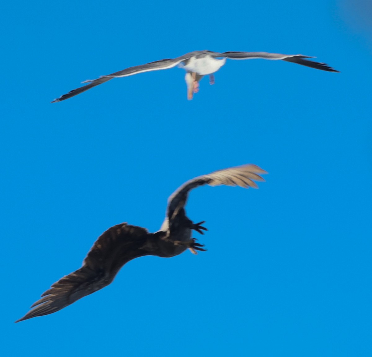 Golden Eagle - ML646049403