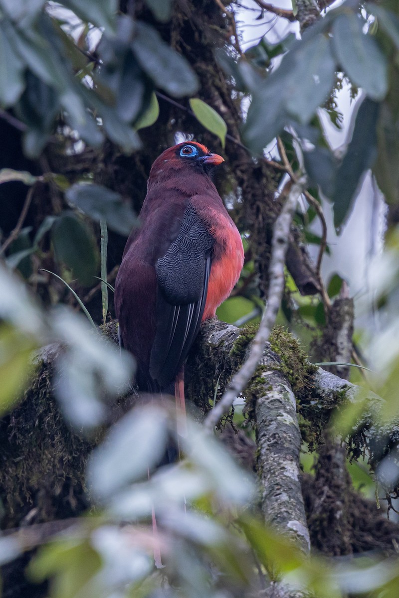 Ward's Trogon - ML646049404