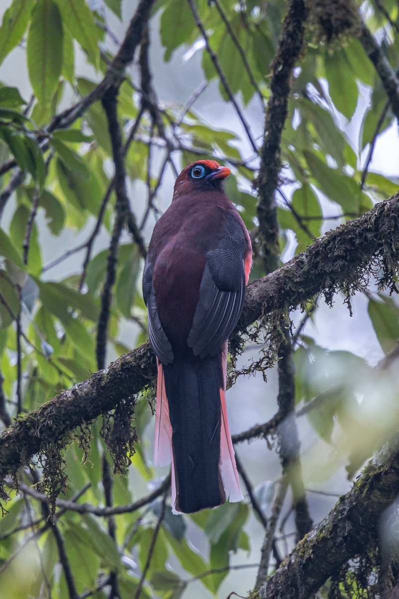 Ward's Trogon - ML646049407